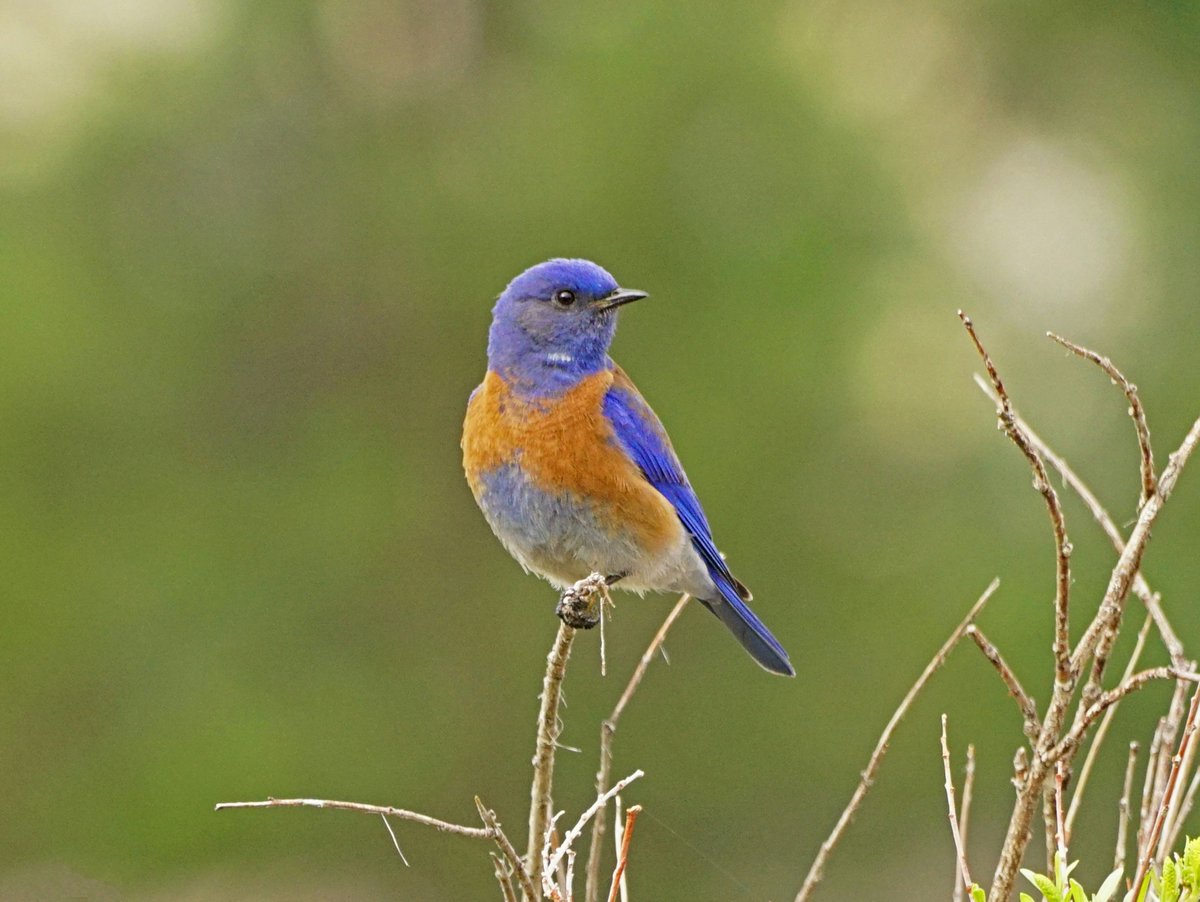 A male Western Bluebird.