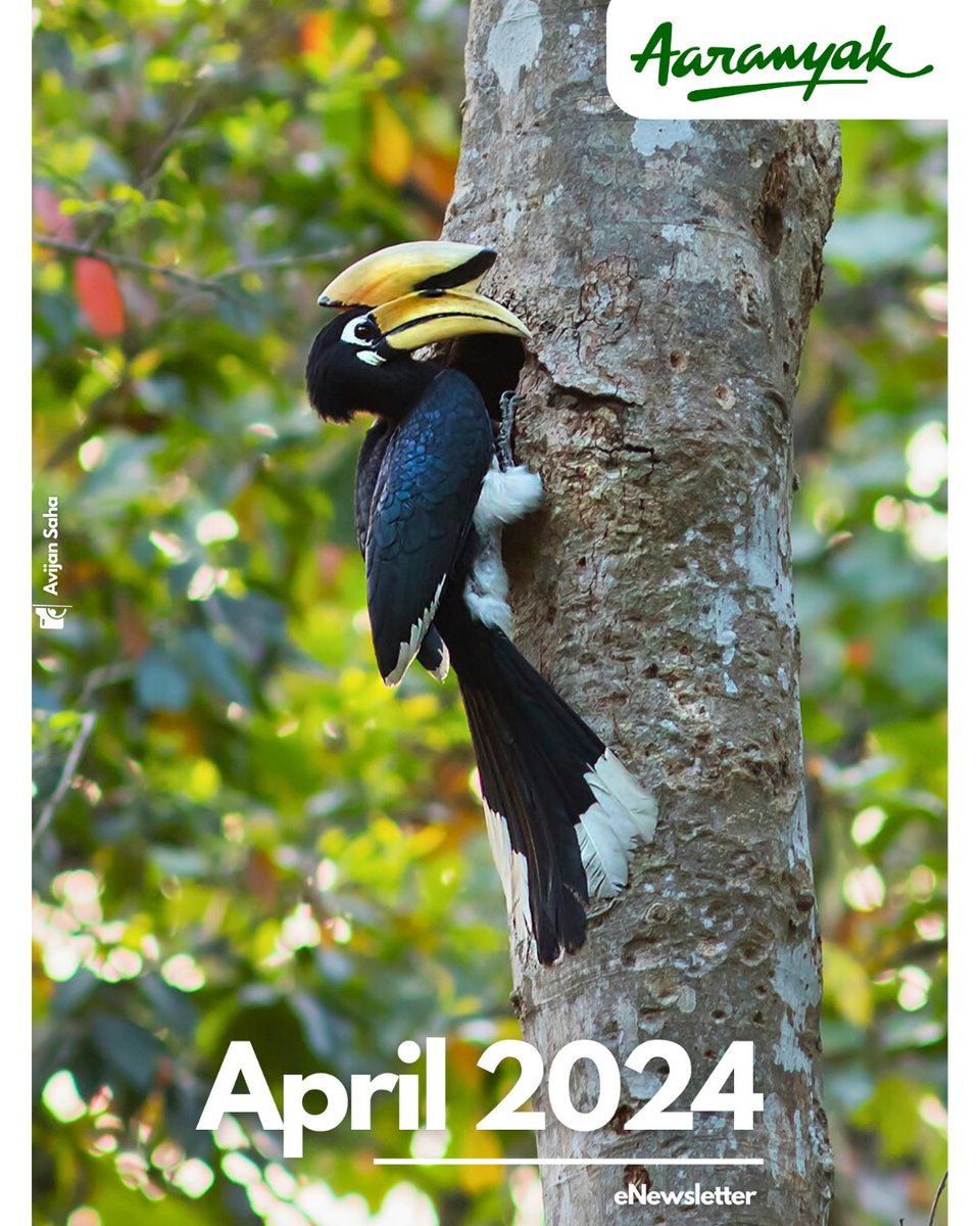 We are delighted to announce our #April 2024 eNewsletter that you can now read here - bit.ly/Aaranyak_April…. The eNewsletter will give a tour of our diverse initiatives for #BiodiversityConservation and #HumanWellbeing in #NortheastIndia.