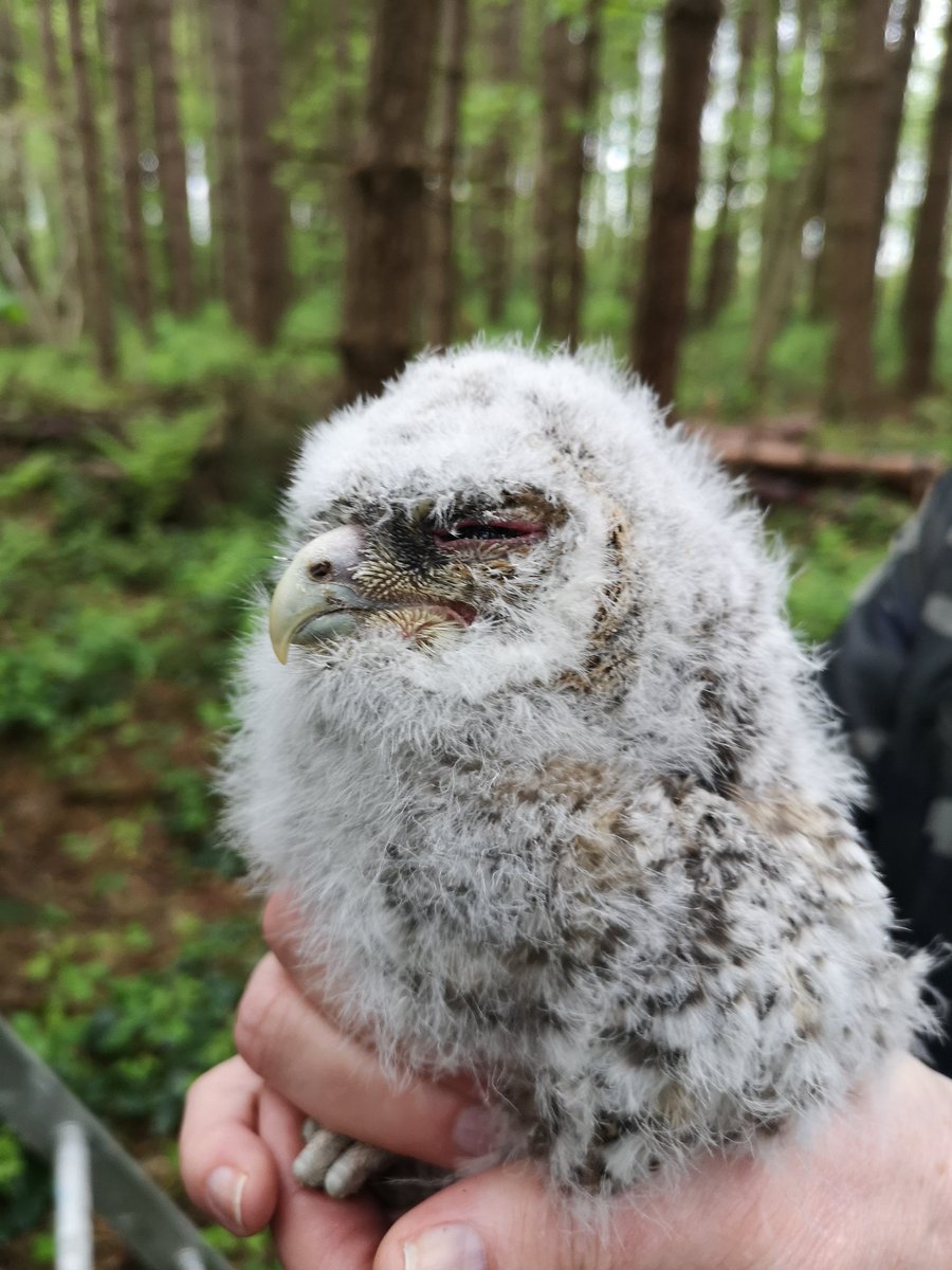Young Tawny Owl ringed @Linacrereservoirs #Derbyshire this am @SorbyBreckRG @Derbyshirebirds
