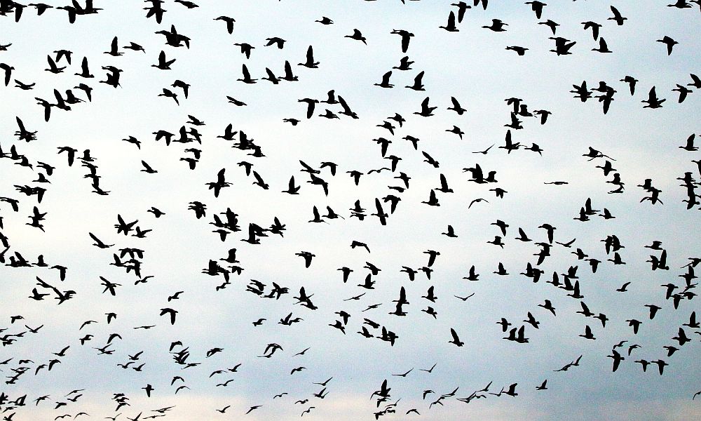 „VA-Gänse in A“ - eine Komposition von Martina Reiter im Rahmen v. #GemeineStadt, einem Projekt der Berliner Landeszentrale für politische Bildung in Kooperation mit @DittusSabrina &amp; metroZones. Zu finden unter: gemeinestadt.net/va-gaense-in-a/