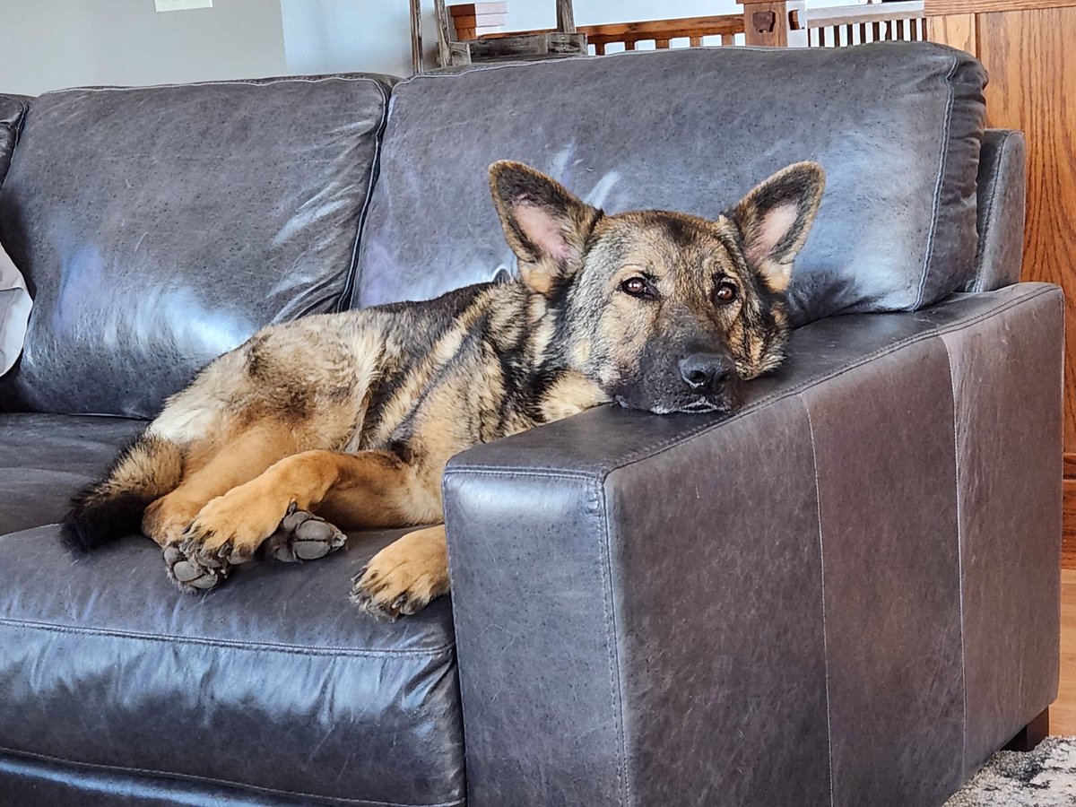 Hard to believe my best buddy is turning 8 today. Happy Birthday Storm!!!
#GermanShepherd