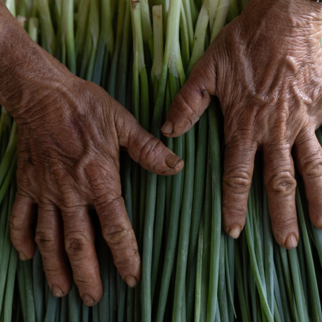 Invertir en la agricultura para mejorar la nutrición no sólo es socialmente responsable, sino que es una política de desarrollo sólida y una buena economía. #InvierteenlaPoblaciónRural