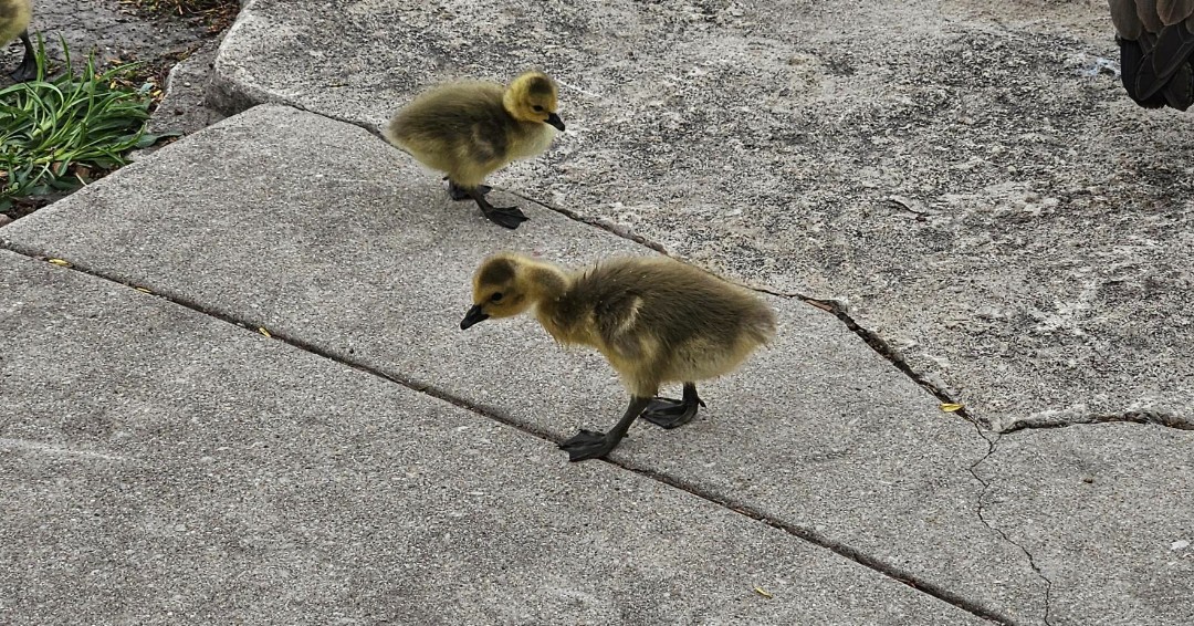 It's happened! 🦆🐥Visit the many new ducklings just hatched in the North Pond Nature Sanctuary! See them swimming around the pond with their parents. 📷 Credit: Jeff Seleb #SignsofSpring #NorthPond #BabyDucks #Ducks #JustHatched