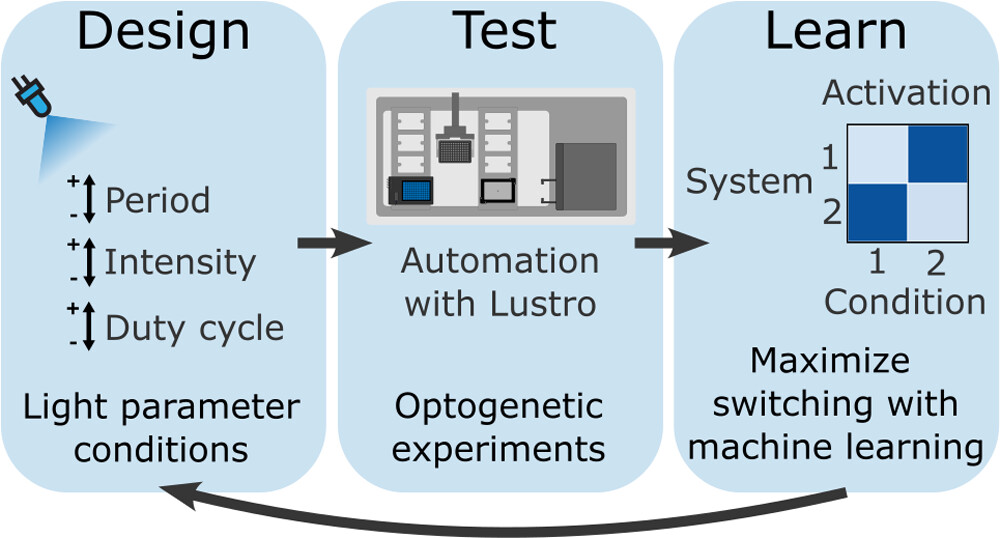 Published this week! Dynamic Multiplexed Control and Modeling of Optogenetic Systems Using the High-Throughput Optogenetic Platform, Lustro ➡️ go.acs.org/9cS Congratulations to Harmer et al. out of @UWMadison on this excellent Letter! 🤩
