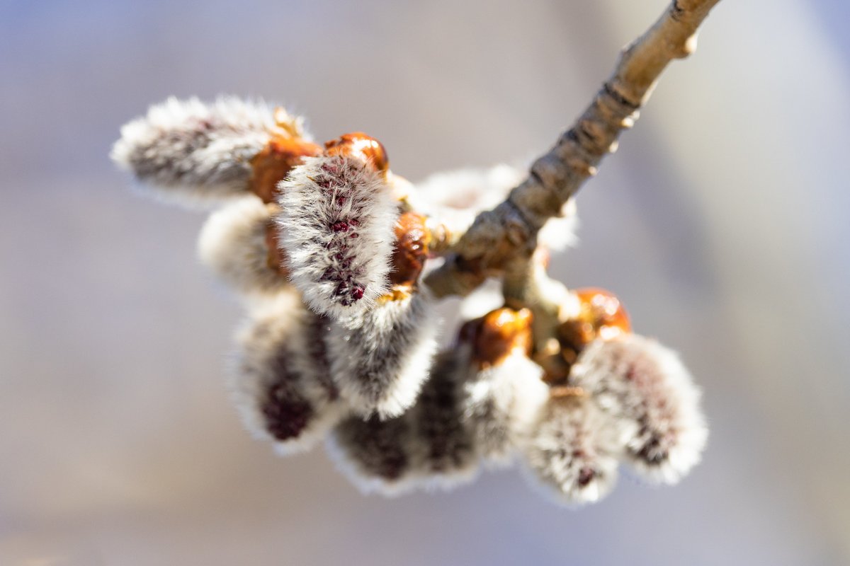 Cold mornings, warm afternoons, and buds on the cottonwoods! #SpringIsComing