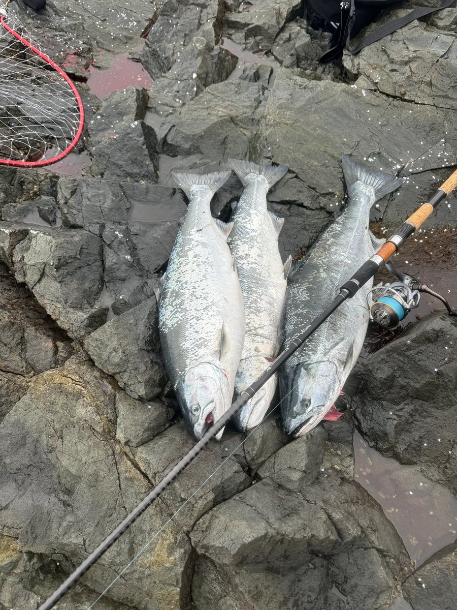 fisingTatsuo's tweet photo. 1ヶ月、海に浮気してました
やっぱりフクナゴすき https://t.co/TTIPBF7YrA