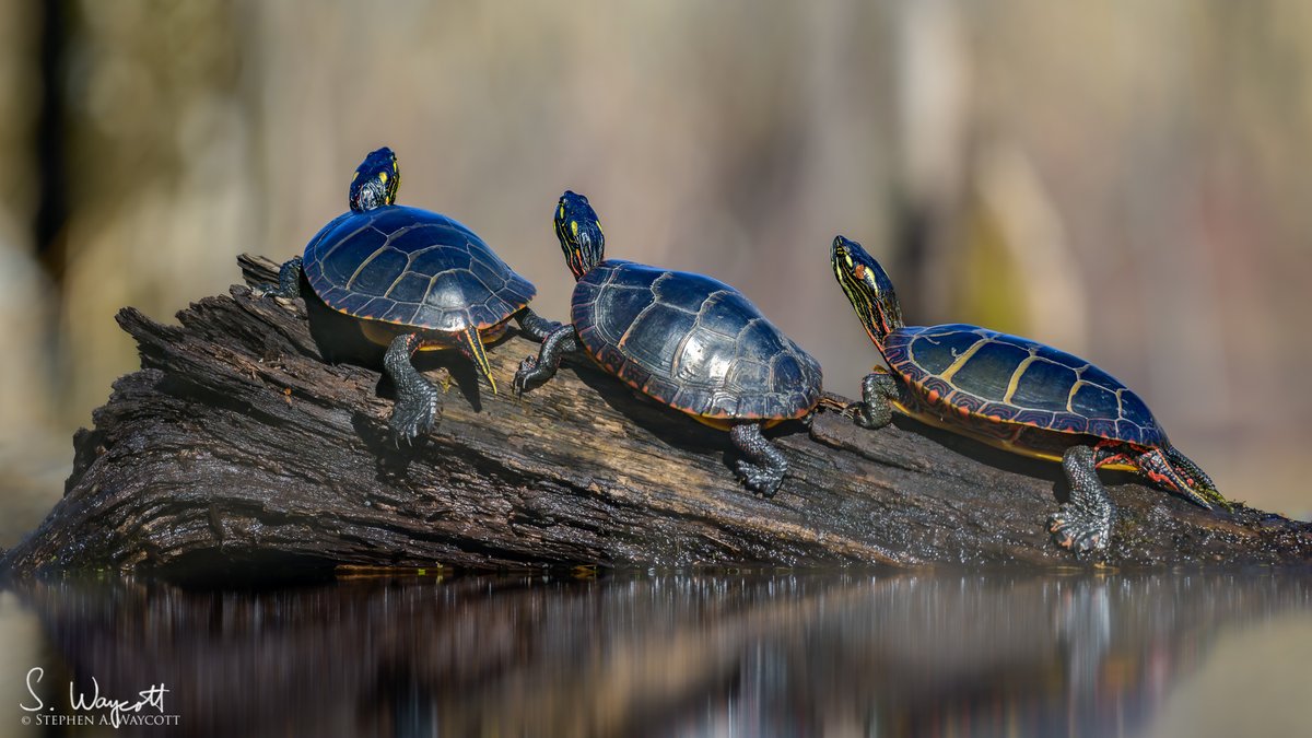 Since I have a pile of pics from my recent encounter with a bunch of Eastern Painted Turtles, how about we do Turtle Tuesdays for a while?

#NewBrunswick, Canada
April 2024

#turtles #nature #wildlife #photography #naturephotography #wildlifephotography #Nikon #Z9 #Nikkor180600