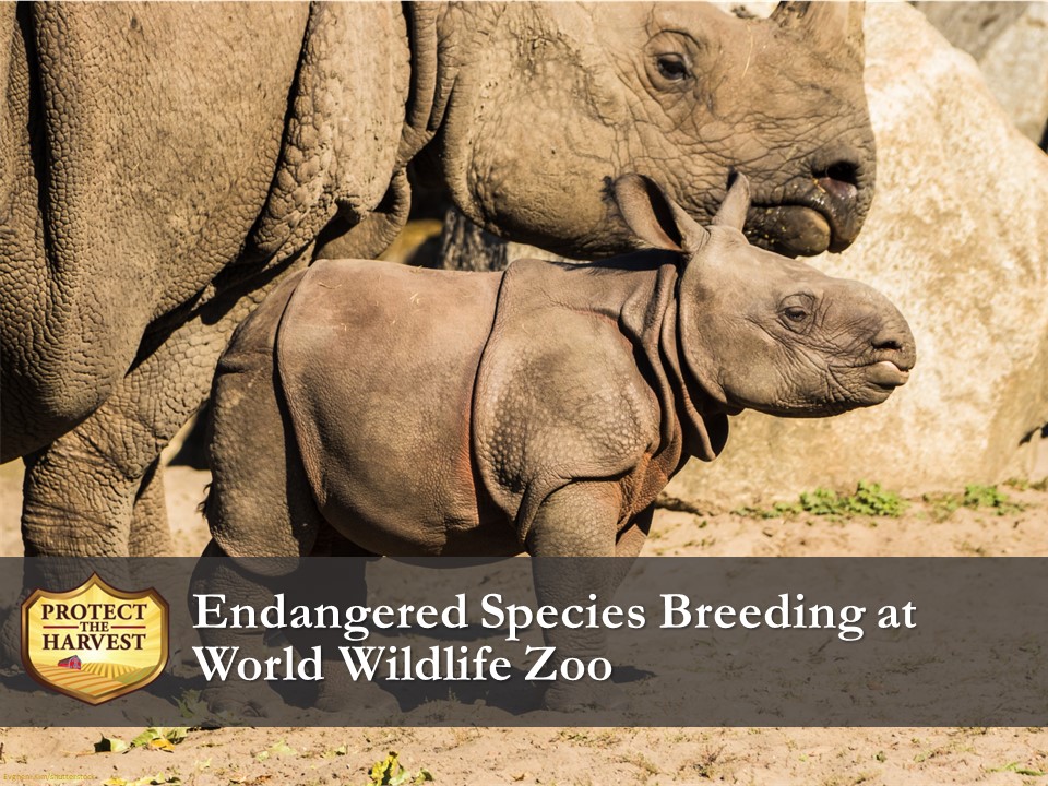 The Wildlife World Zoo is working hard to protect endangered species.
#protecttheharvest #exoticanimals #zooanimals #animalwelfare #endangeredspecies 
protecttheharvest.com/news/white-rhi…