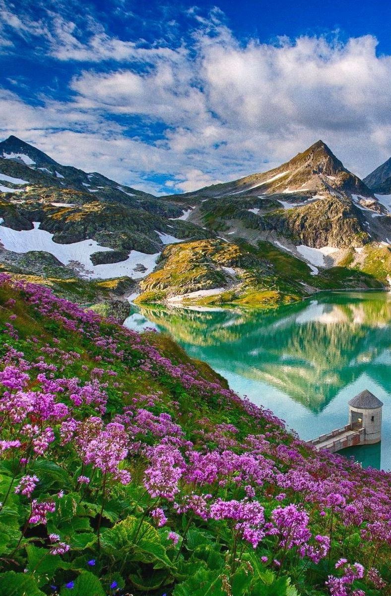 Spring blooms at the mountains in Austria 🇦🇹