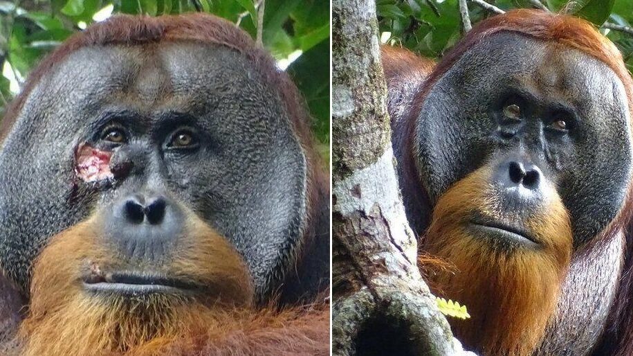 ¡Sorprendente! Un orangután de Sumatra se curó una herida usando una planta medicinal #donnalisi #oriele #prelemi #Donalisi #perletti venezuela-news.com/orangutan-suma…
