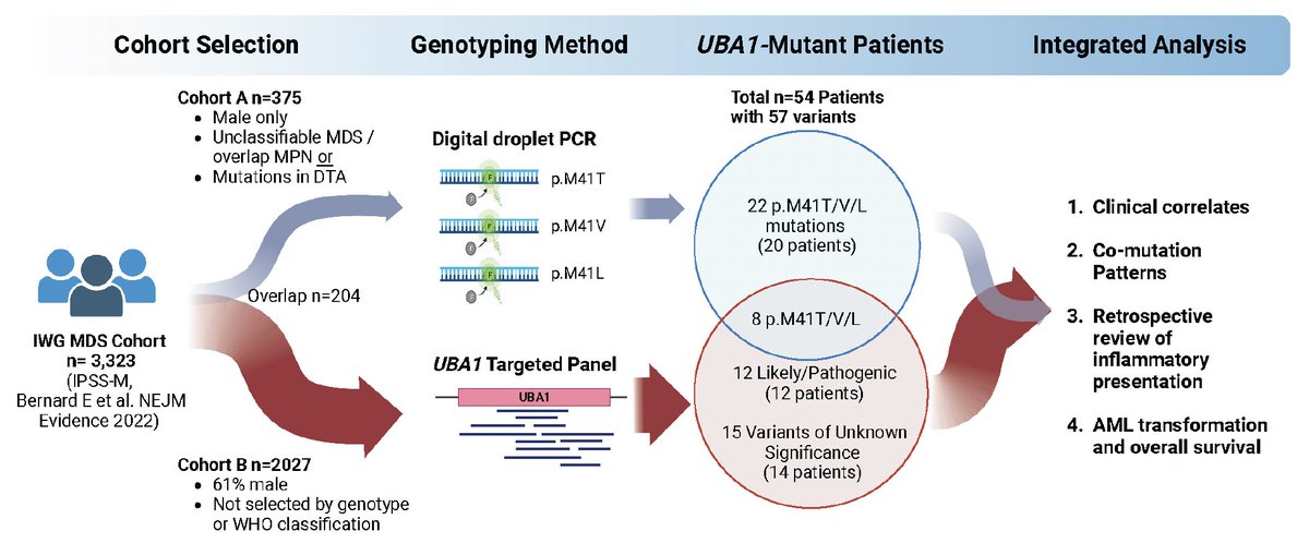 Which #MDSsm patients are most likely to have UBA1 mutations associated with #VEXAS syndrome? Our study now out in @BloodJournal: Molecular and clinical presentation of UBA1-mutated MDS by @PapaemmanuilLab, @Elsa2Bernard, @MariaCreignou, David Beck, MDS IWG-PM & @MDSFoundation