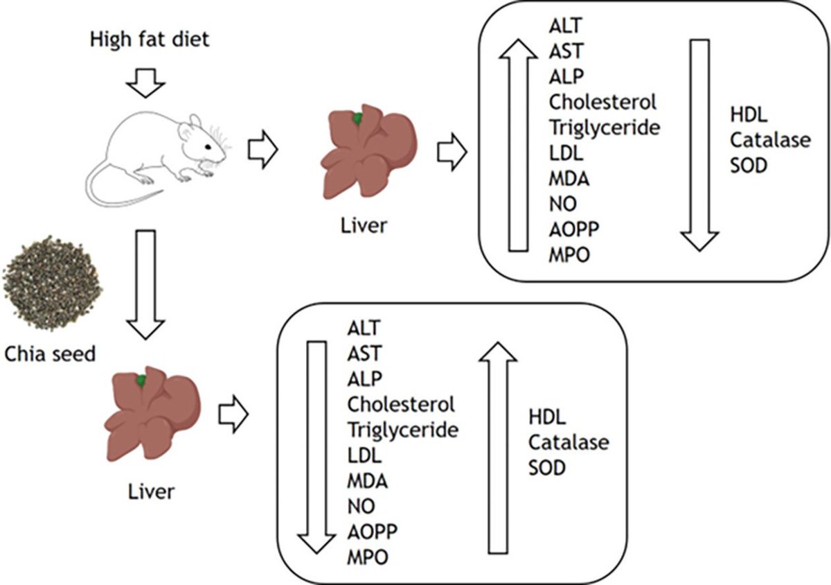 Chia seed supplementation can reduce liver fibrosis, hyperlipidemia, oxidative stress, and improve antioxidant enzyme activity in mice fed a high-fat diet.
sciencedirect.com/science/articl…