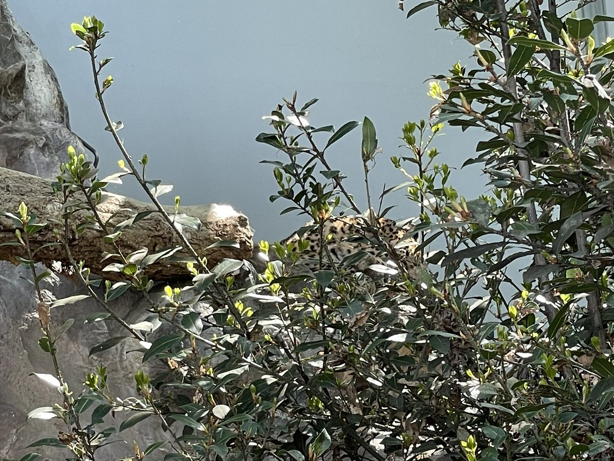 どこからどうやっても見えにくい＆写真撮れない所でお昼寝するラムちゃん。 今日はどれだけのお客さんが「ヒョウいないね〜」と通り過ぎたのでしょう😅 「いない？」って時は陽だまりを探してみると良いかも？？ #アムールヒョウ #福山市立動物園 #ラム