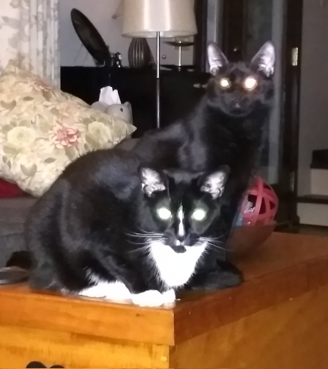 Happy #StarWarsDay! The boys with their light saber eyes. #Maythe4thBeWithYou! #Caturday #SaturdayMorning #CatsOfX #CatsOnX #CatsOfTwitter #CatsOnTwitter #CatTwitter #blackcats #tuxiecats #moggies #RescueCats #cats #voidcats #memories #funnycats