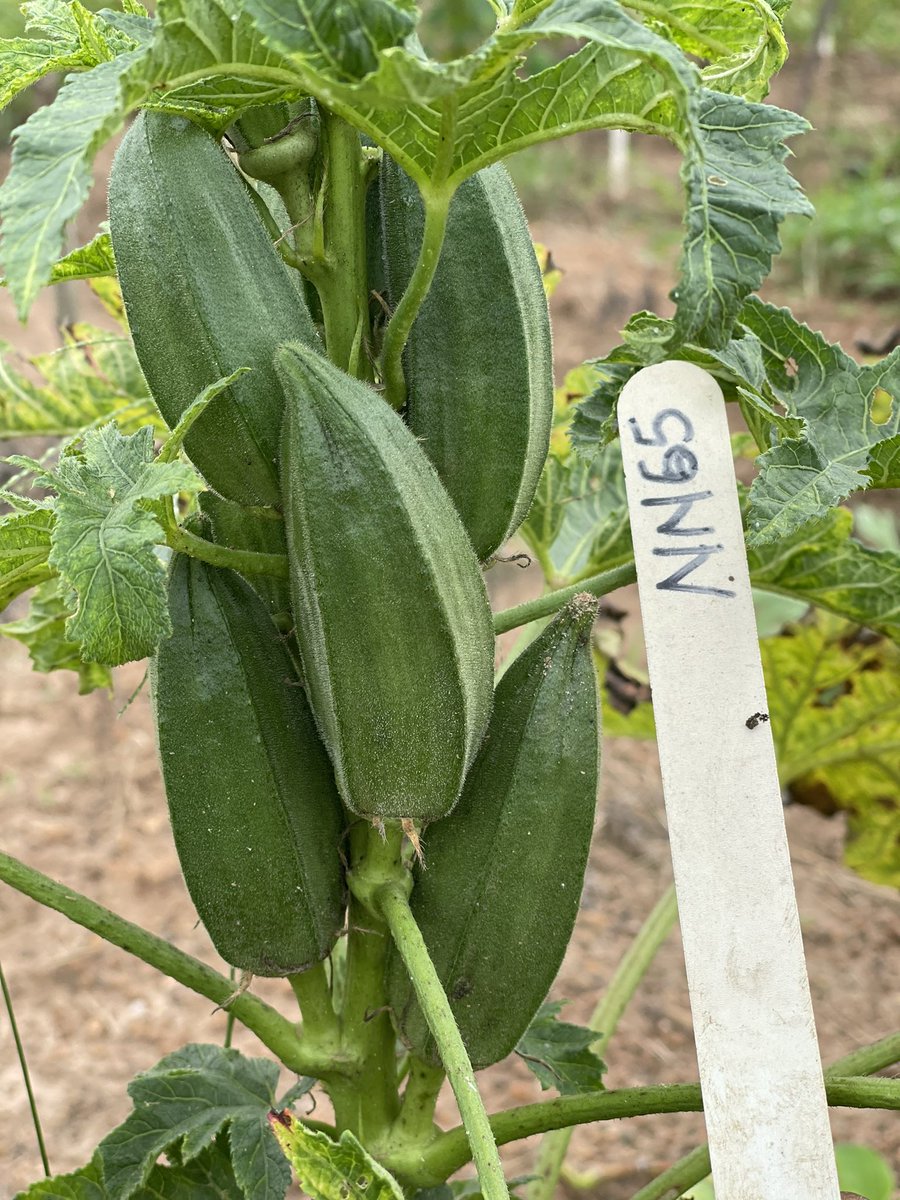 Bunmi Ibitoye (@bunmiibitoye) on Twitter photo It’s coming… Global Okra Roundtable Conference-GORT 2024 and 5F-Farming Conference on Resilience Breeding. NIHORT is hosting it from 2-4 Oct. 2024 at IITA-Conference center, Ibadan.
atpbr.com/gortconference…
<a href="/NihortNG/">National Horticultural Research Institute (NIHORT)</a> <a href="/nrcri_umudike/">NRCRI UMUDIKE</a> <a href="/IITA_CGIAR/">IITA</a> <a href="/oakolomide/">OLUWATOSIN OLOMIDE</a> <a href="/akinbooa/">Olalekan Akinbo</a> <a href="/elomercy/">Mercy Daniel</a> It’s coming… Global Okra Roundtable Conference-GORT 2024 and 5F-Farming Conference on Resilience Breeding. NIHORT is hosting it from 2-4 Oct. 2024 at IITA-Conference center, Ibadan.
atpbr.com/gortconference…
<a href="/NihortNG/">National Horticultural Research Institute (NIHORT)</a> <a href="/nrcri_umudike/">NRCRI UMUDIKE</a> <a href="/IITA_CGIAR/">IITA</a> <a href="/oakolomide/">OLUWATOSIN OLOMIDE</a> <a href="/akinbooa/">Olalekan Akinbo</a> <a href="/elomercy/">Mercy Daniel</a>