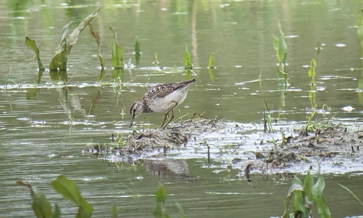 Wood Sandpiper on the scrape at Bank Island , plus 2 Drake and 1 female Garganey. @YorkBirding