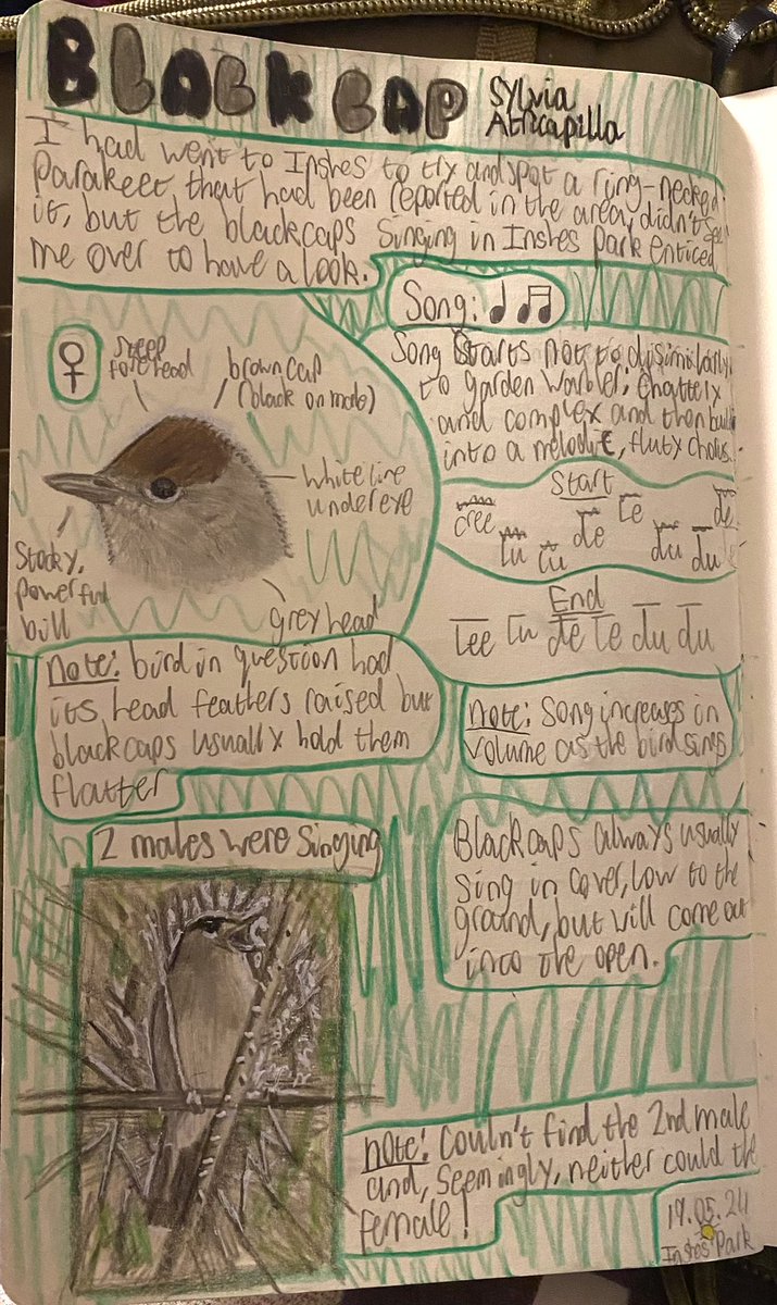 My latest journal entry features this stunning female blackcap that I saw close to home recently. #BirdDay #birdphotography #BirdsOfTwitter #artwork #TwitterNatureCommunity #journal