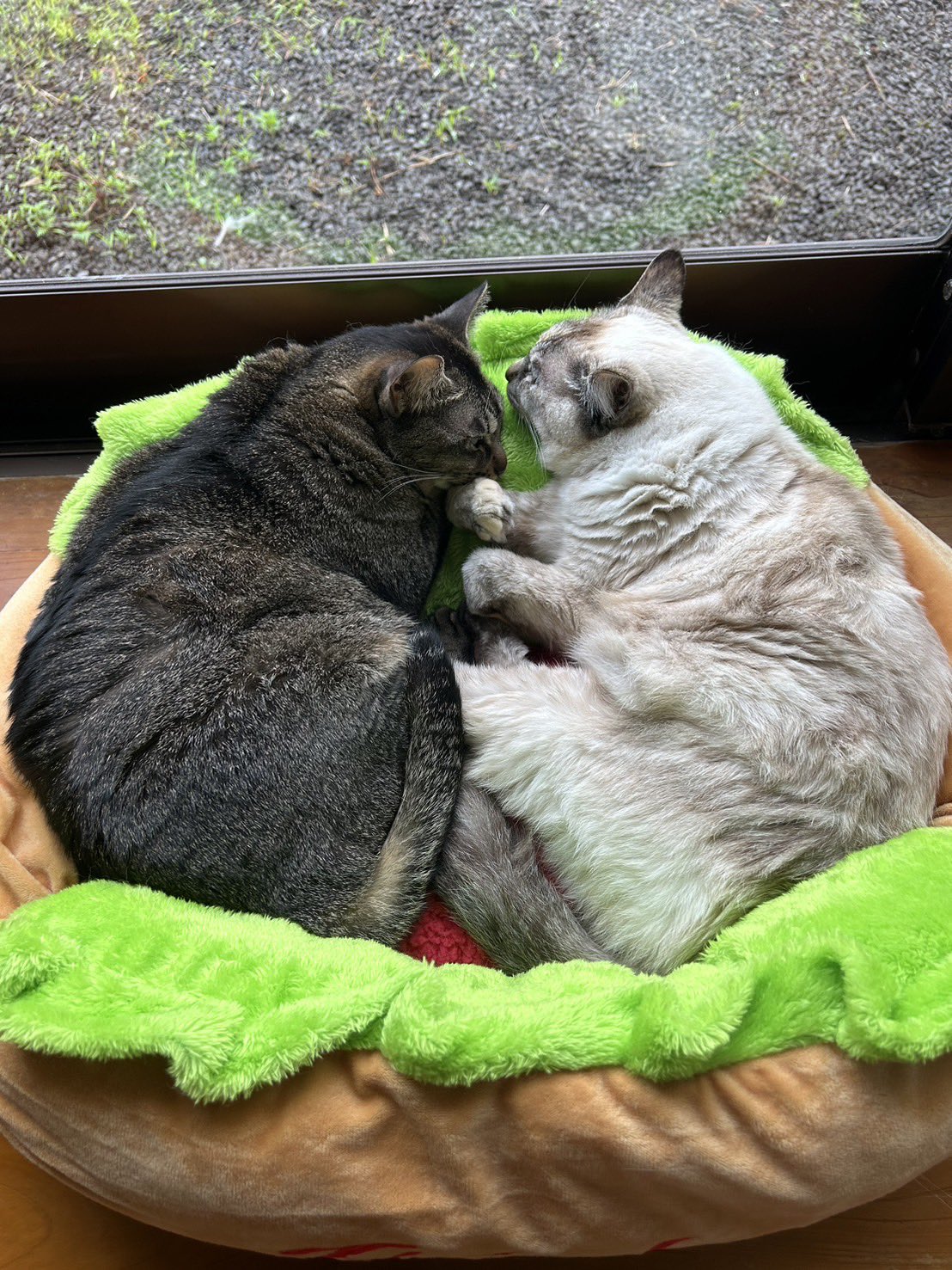 ピピちゃん - Search / X