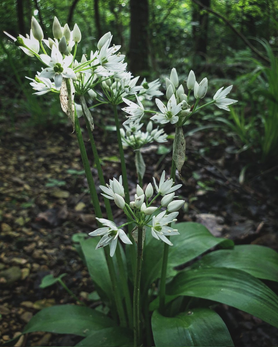 Beautiful wild garlic, pungent after the spring rain, understory stars.