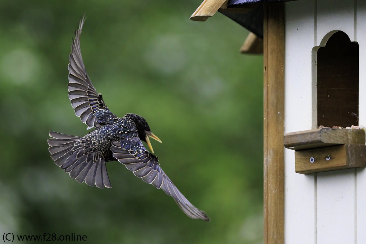 The starlings are back and invading the bird feeder -