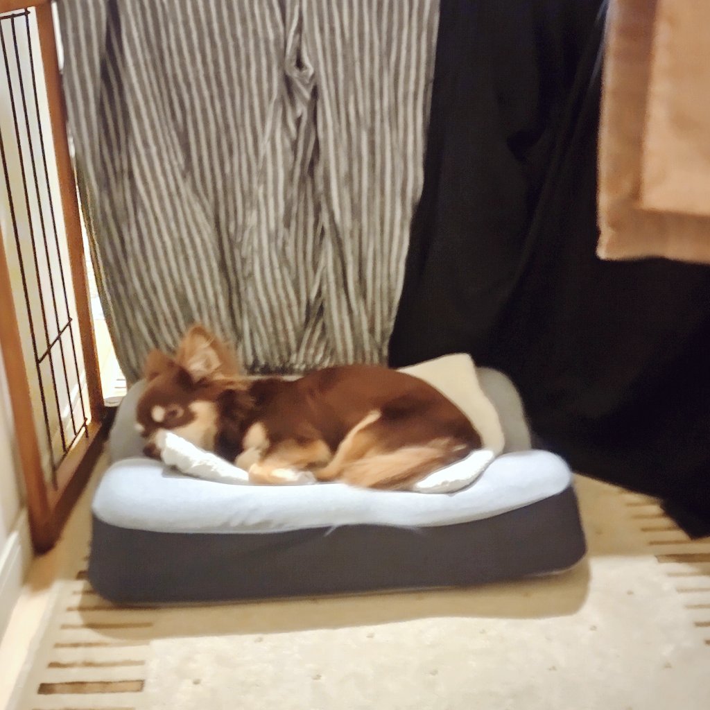 今日はレンズを売りに外出ました。天気も良くて気分転換になりますね。お写真は夜中に玄関前の廊下で寝てるマロンさんです。 #チワワ #保護犬