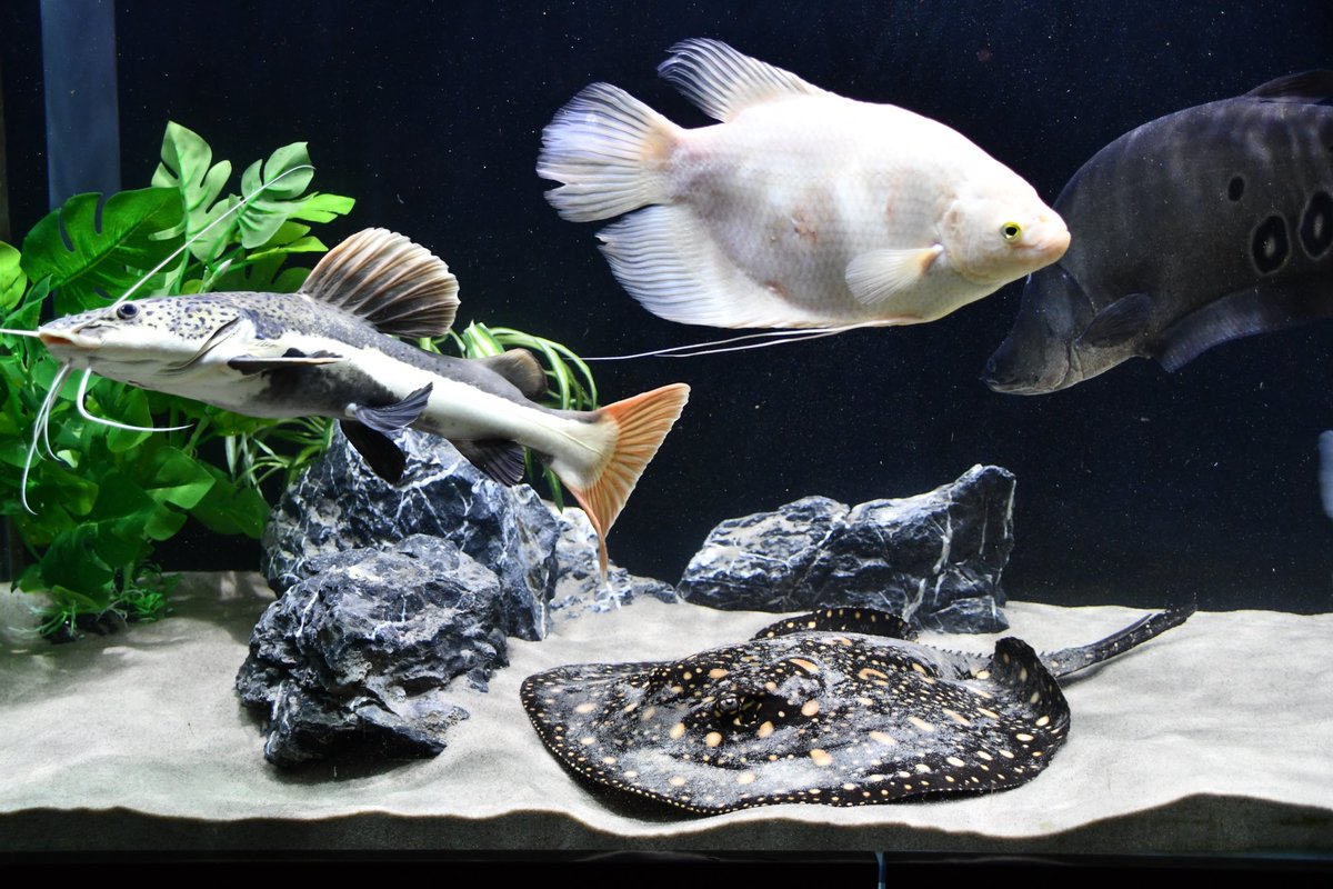 DustyPee's tweet photo. Guess who ate the most? #Tanktransformation https://t.co/wg5wZyxD7c