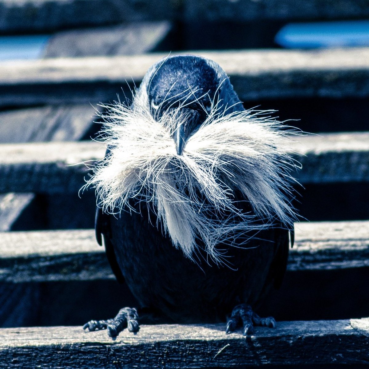 You don't mess with the Jackdaws of Yorkshire. They are rough, tough and masters of disguise......

Happy Saturday

#jackdaw #bird  #nature #naturephotography #birdwatching #birdlovers ##wildlife #wildlifephotography #ukbirds #garden_birds #oiseau #vogel #rspb_love_nature