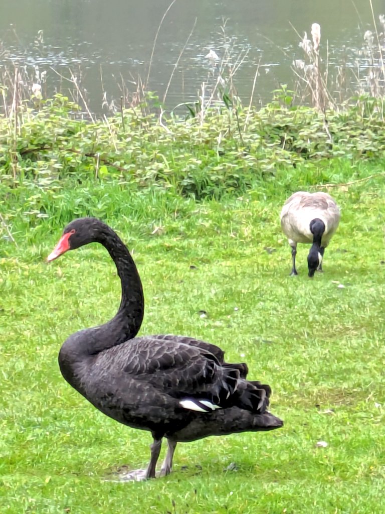 A black swan & a Canada goose @TrenthamEstate