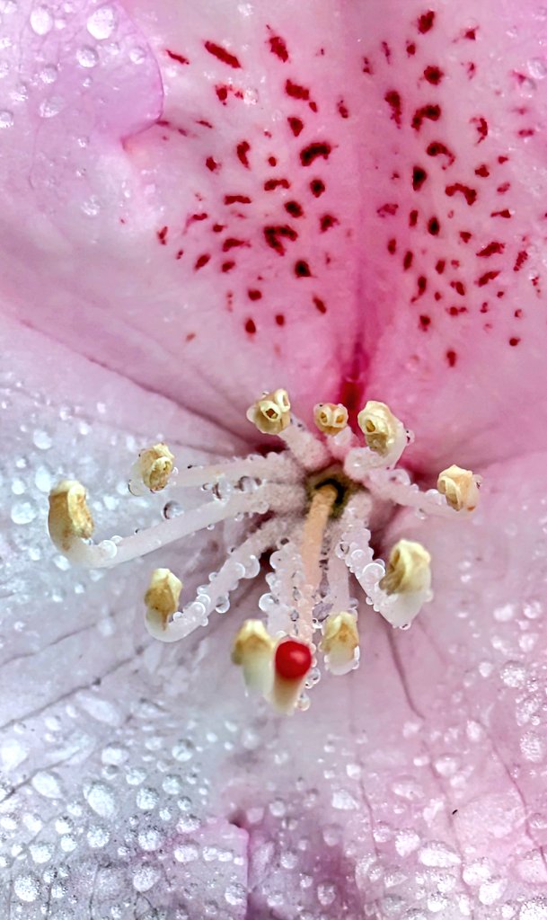 The centre of a Rhododendron flower sprinkled with raindrops. #Macro