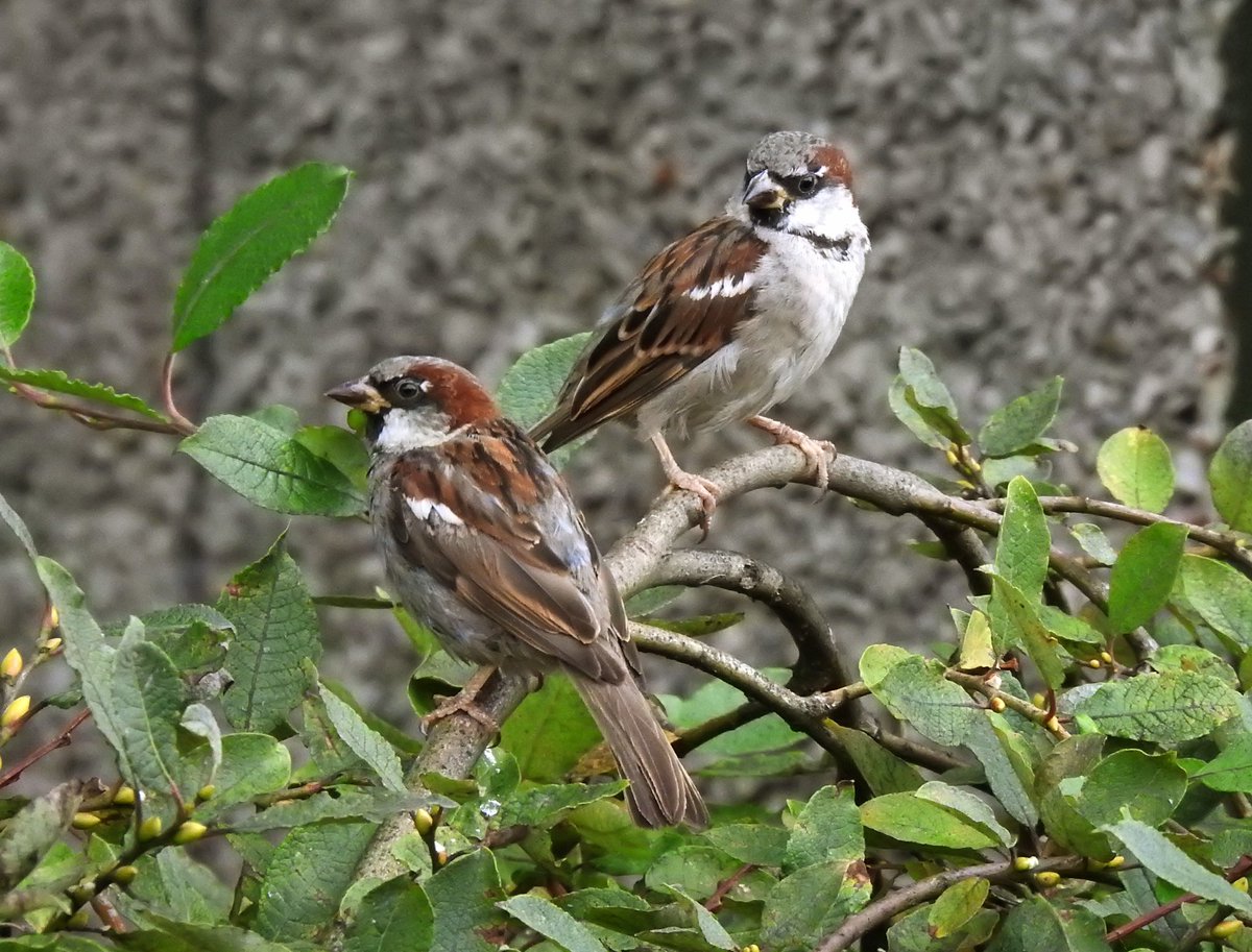 Good Morning 😊 It's a dull and damp Saturday morning. #sparrows waiting for a feeders refresh