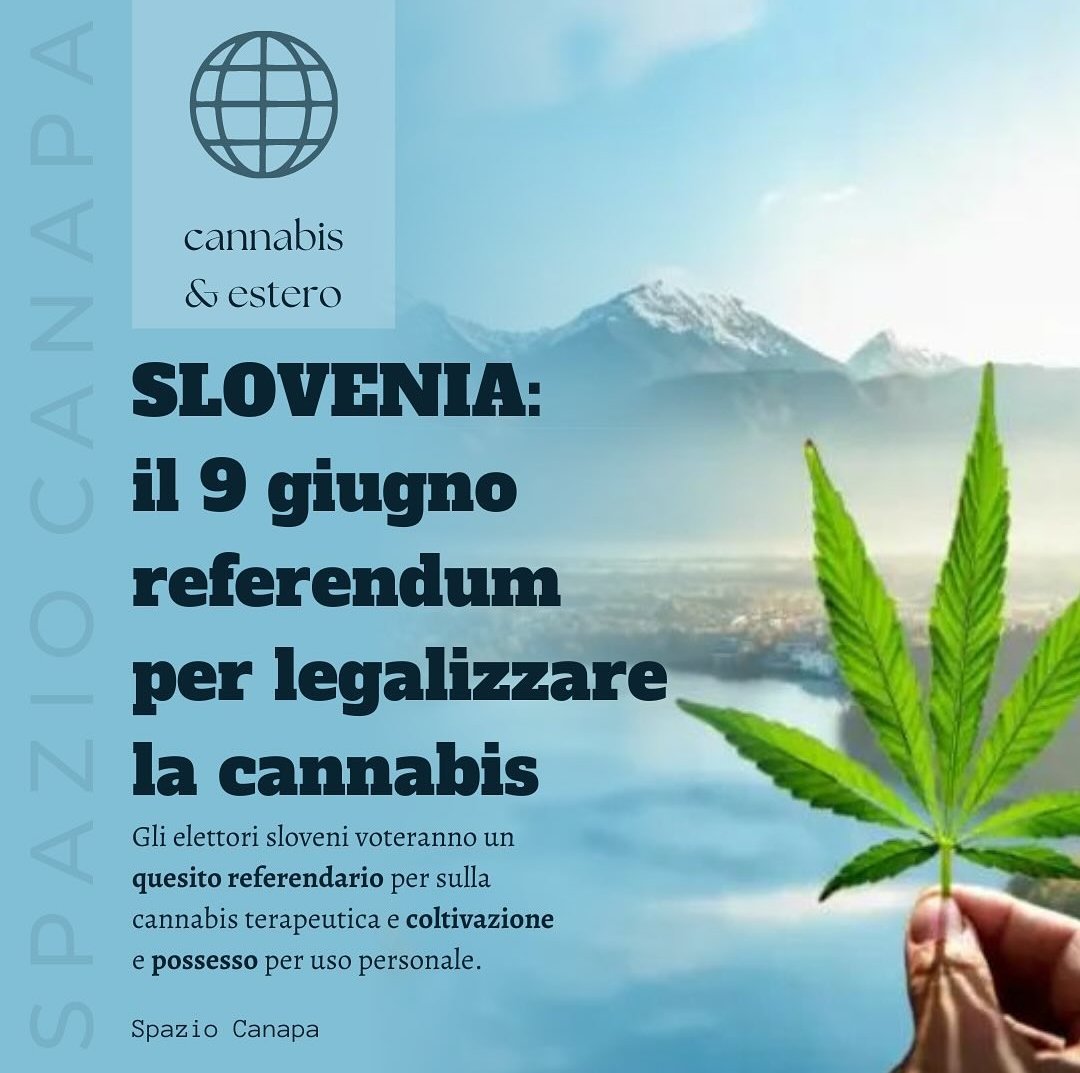 Slovenia: Un altro paese EU sta cercando di riformare la legge sulla #cannabis con un referendum (in coincidenza con le elezioni europee di giugno) sulla 'coltivazione e possesso di cannabis per uso personale limitato'. 
E noi? Gli ultimi? 
aduc.it/notizia/legali…
#spininelfianco