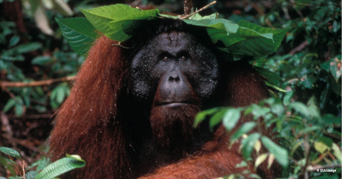 EIA at 40 – violence and kidnapping don’t stop us from protecting the forests of #Indonesia

Get the full story at loom.ly/RlcE4uQ

#illegallogging #deforestation #forests #Indonesia #orangutans