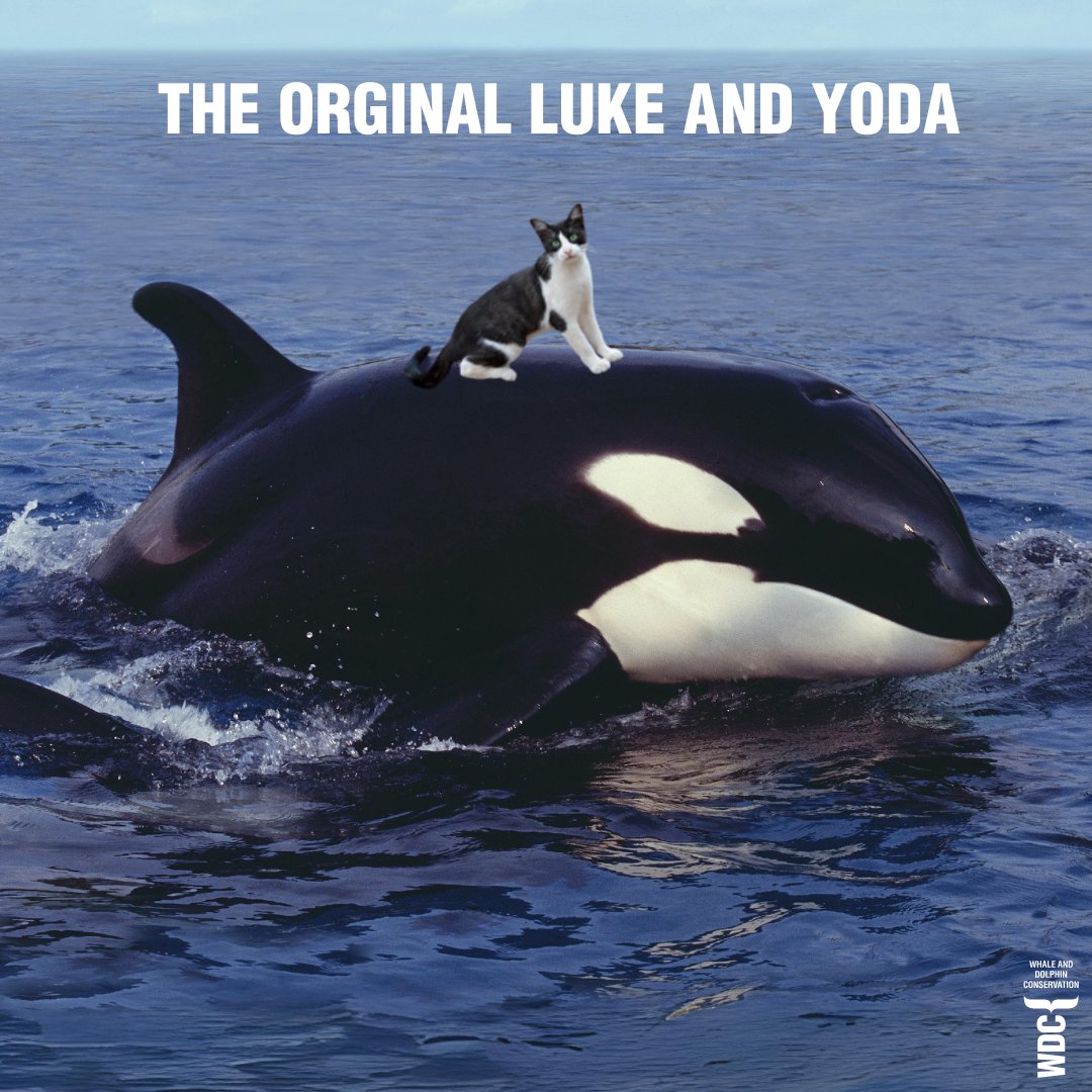 May the whale be with you! Share your best whale/Star Wars puns below 👇 #starwarsday #MayTheFourthBeWithYou