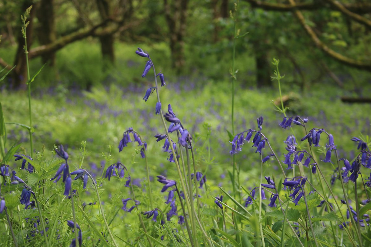 Looking for a great day out this Bank Holiday? Sancreed Beacon is a fascinating place to explore and the bluebells in Tony’s Woods are particularly spectacular at this time of year.