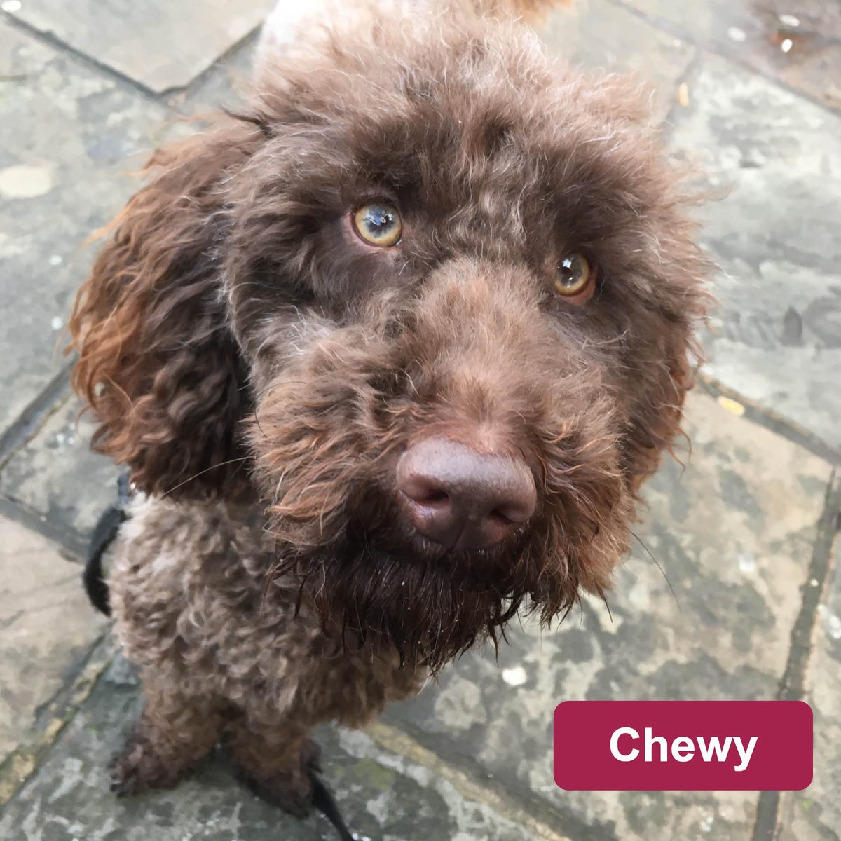 HearingDogs's tweet photo. Happy #StarWarsDay from our out-of-this-world dogs ✨

#MayThe4thBeWithYou #MayTheFourth #StarWars https://t.co/qpWanP8SjP