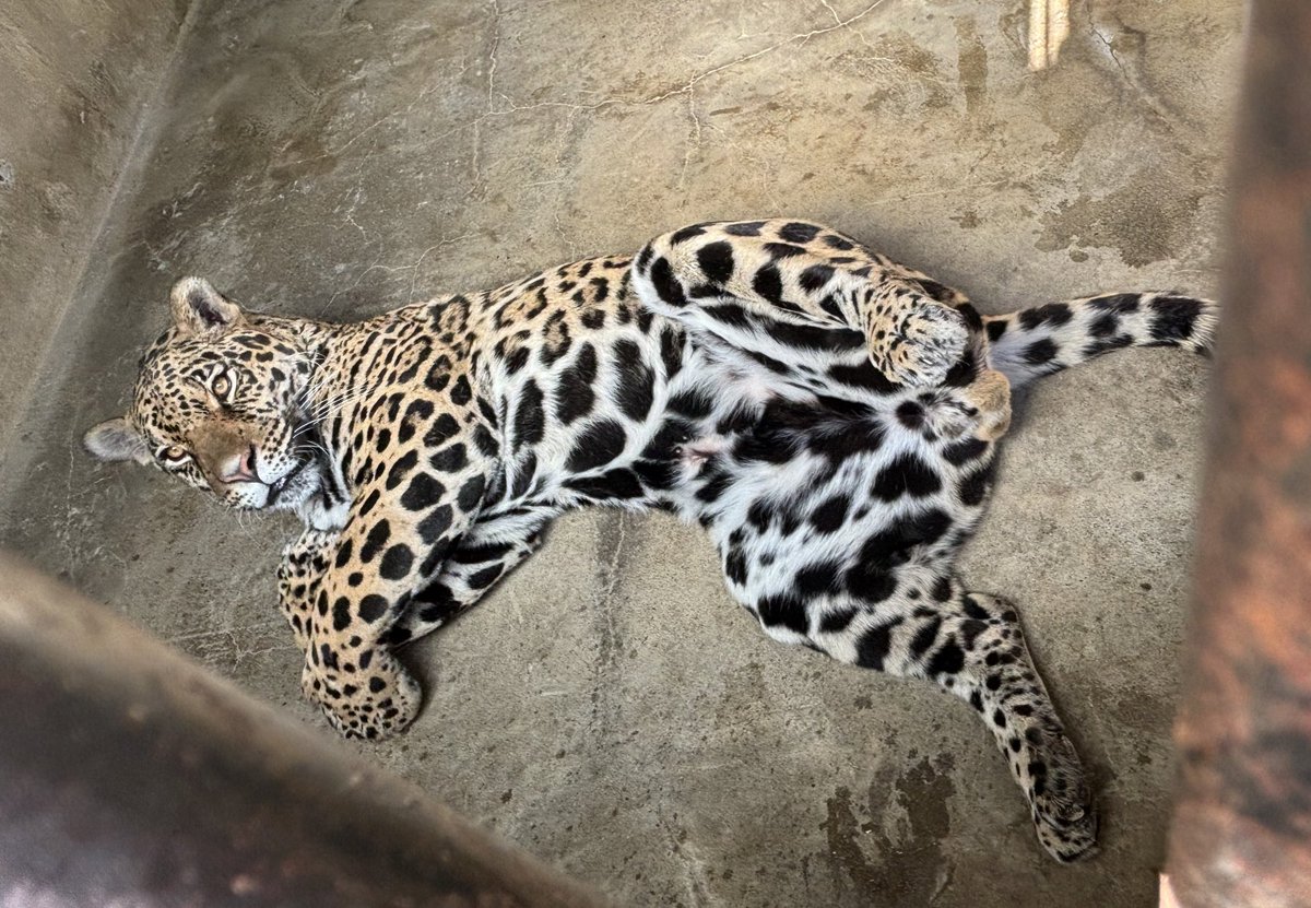 朝イチ、挨拶に行った時のネリアちゃん（1枚目）とリンドくん（2枚目）🐆 #東武動物公園 #ジャガー #ネリア #リンド #寝起き #個性爆発 #みんな違ってみんな良い