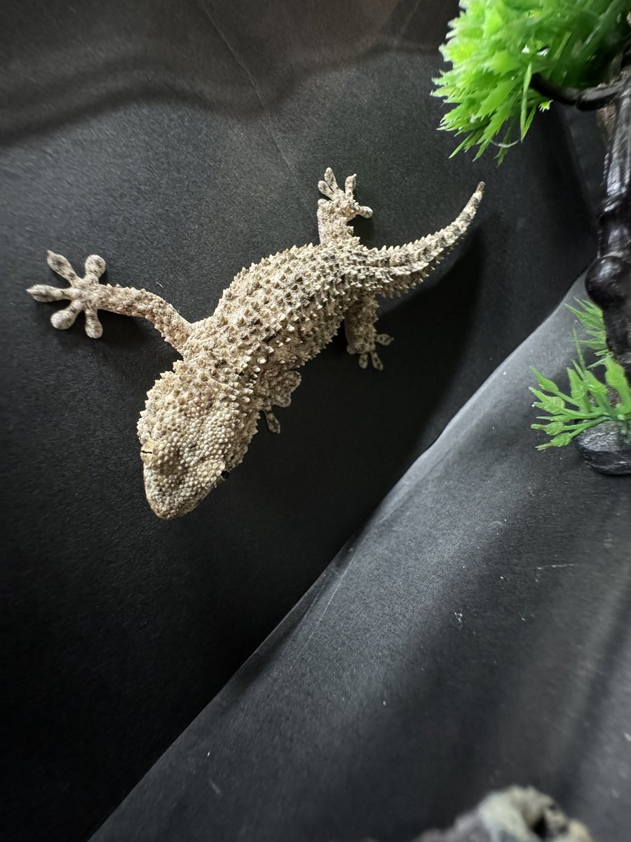 新入荷‼️
1.２枚目
オオアシカカネトカゲ
3.４枚目
ムーアカベヤモリ

気になる方はご連絡お待ちしております😊