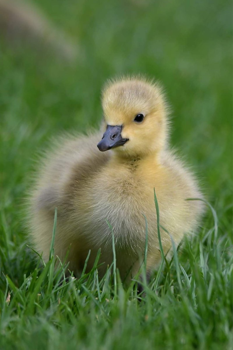 Canada Goose Gosling 
Bude Cornwall 〓〓 
#wildlife #nature #lovebude 
#bude #Cornwall #Kernow #wildlifephotography #birdwatching
#BirdsOfTwitter
#TwitterNatureCommunity
#CanadaGeese #Gosling