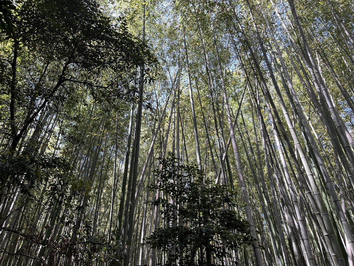 久々のオフは京都にて 金閣寺、嵐山と王道の観光コースを。 しかしどこも物凄い人手です。 GW明けたら又慌ただしく追いまくられる日々が待っているので、束の間リフレッシュ！！