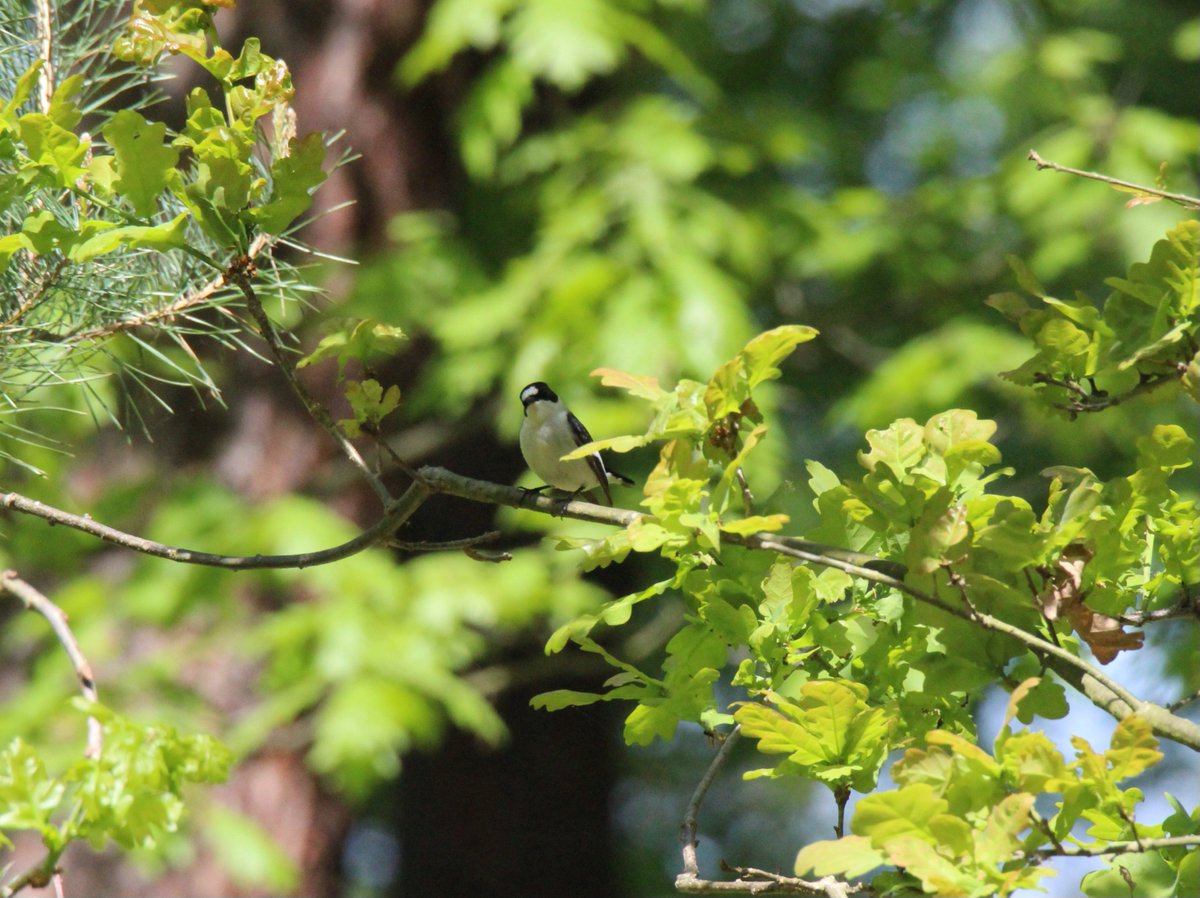 Muchołówka białoszyja (Ficedula albicollis)
#ptaki #birds #NaturePhotography