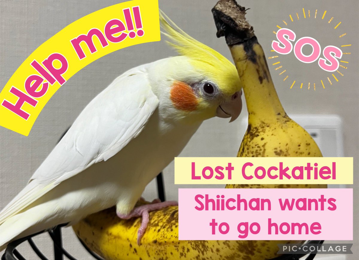 I lost my cockatiel Shiichan.
If you look him, please tell me.

Shiichan : boy ,1 year

#lostbird  #cockatiel #tokyo #harumi #tsukiji #toyosu #tsukuda #tukishima #kachidoki  #ariake #shinonome #shinkawa #akasaka #hamarikyu