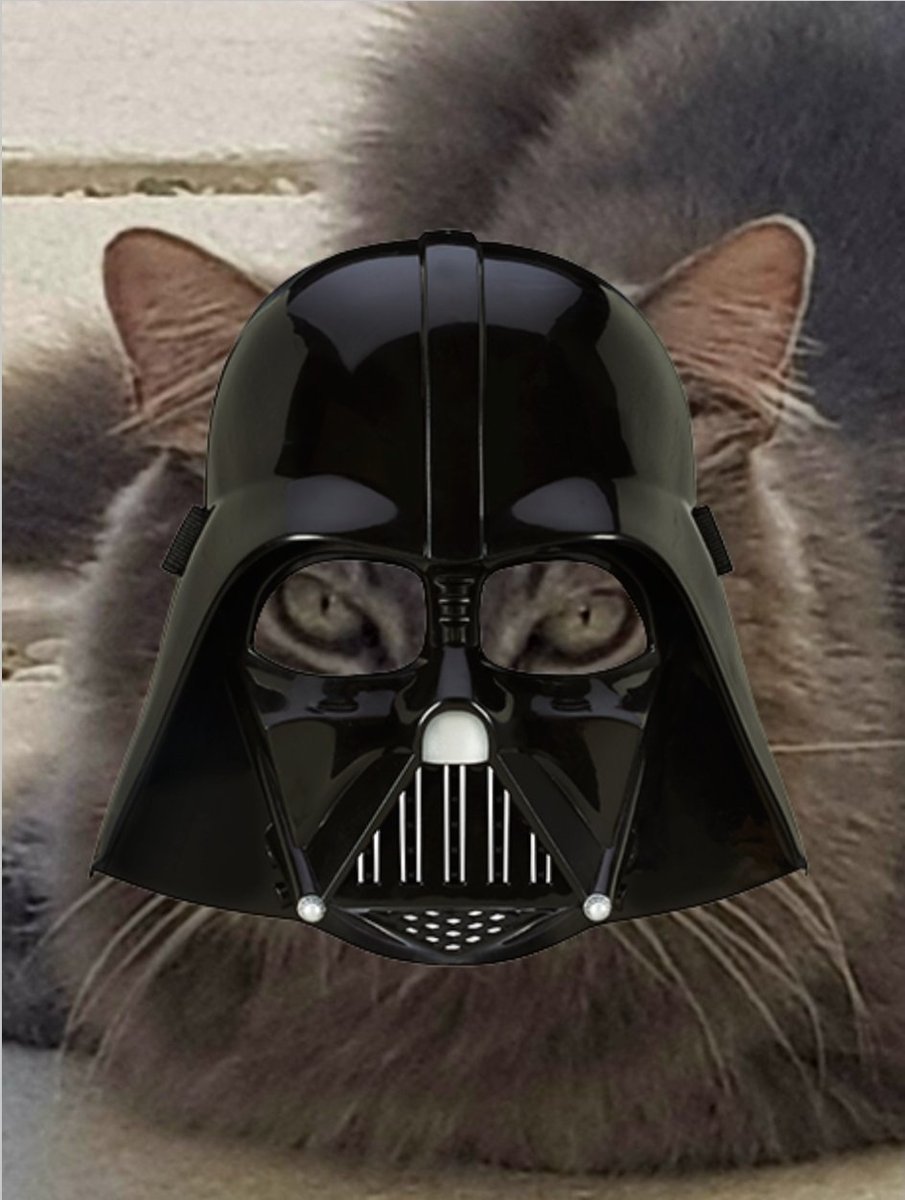 Wishing all my frens a Happy Star Wars Caturday. May The 4th Be With You. 🖤🖤🖤🖤🖤🖤🖤