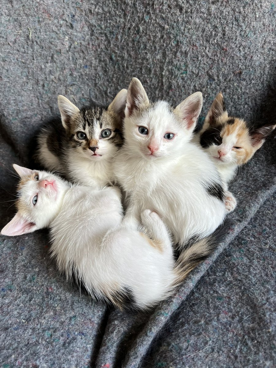 These little babies are looking for a home. They are socialised, litter trained, weaned, treated for fleas and worms and the first vaccinations will be paid for. Available in one week.  #tirana #albania #tiranapost