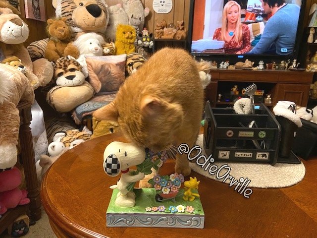 Mom got an early Mother's Day present from Tiger @US101_SoCal her adopted son (and my adopted brother!). It's Snoopy & Woodstock with flowers that will never die. Mom loves it! 😍 I love it too. I even gave Snoopy's nose a nuzzle. Thank you so much, Tiger! 😽❤😘 We love you!