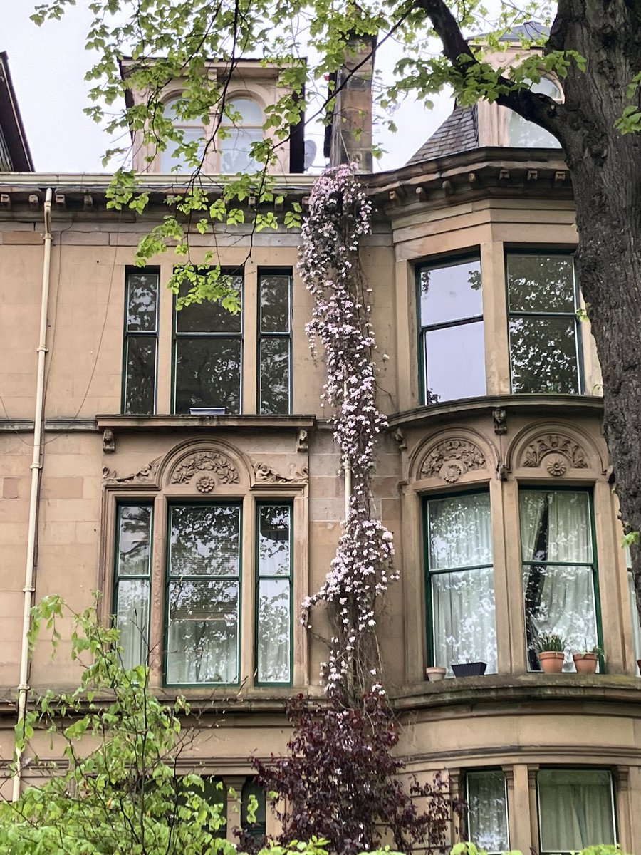 Morning #Glasgow

This climbing plant followed the instructions