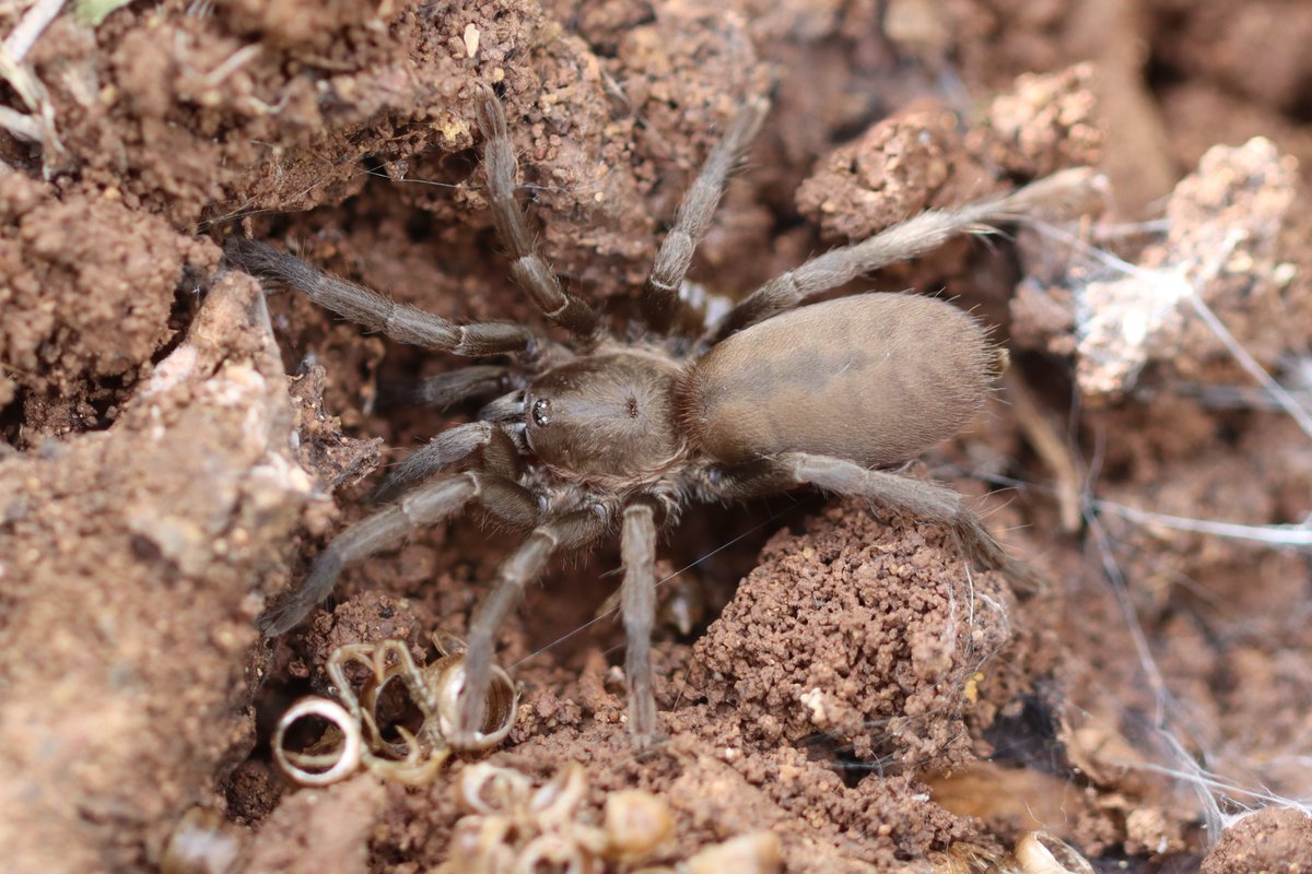 La tarántula española - Ischnocolus valentinus - the only species of theraphosid in Europe.

Bless it, its quite small. i do like the fact it was presiding over the dessicated husks of a centipede!

#FincaLaDonaria #Spain #spiders