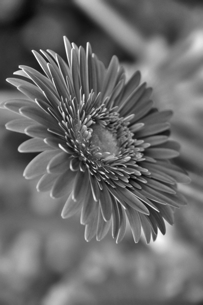 Gerbera
#blancoynegro #monochrome #moments_in_bnw #blackandwhite #bw #noir_et_blanc #raw_bnw #blackandwhitephotography #fotografie #fotografia #photography