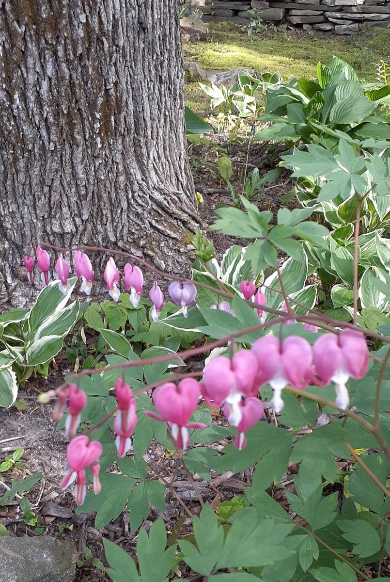 When you tread through the world of hearts, please pass carefully and with gentle footsteps. - #SantDarshanSingh #poetry #mysticpoetry My friend sent me photos of the #bleedinghearts in her garden!