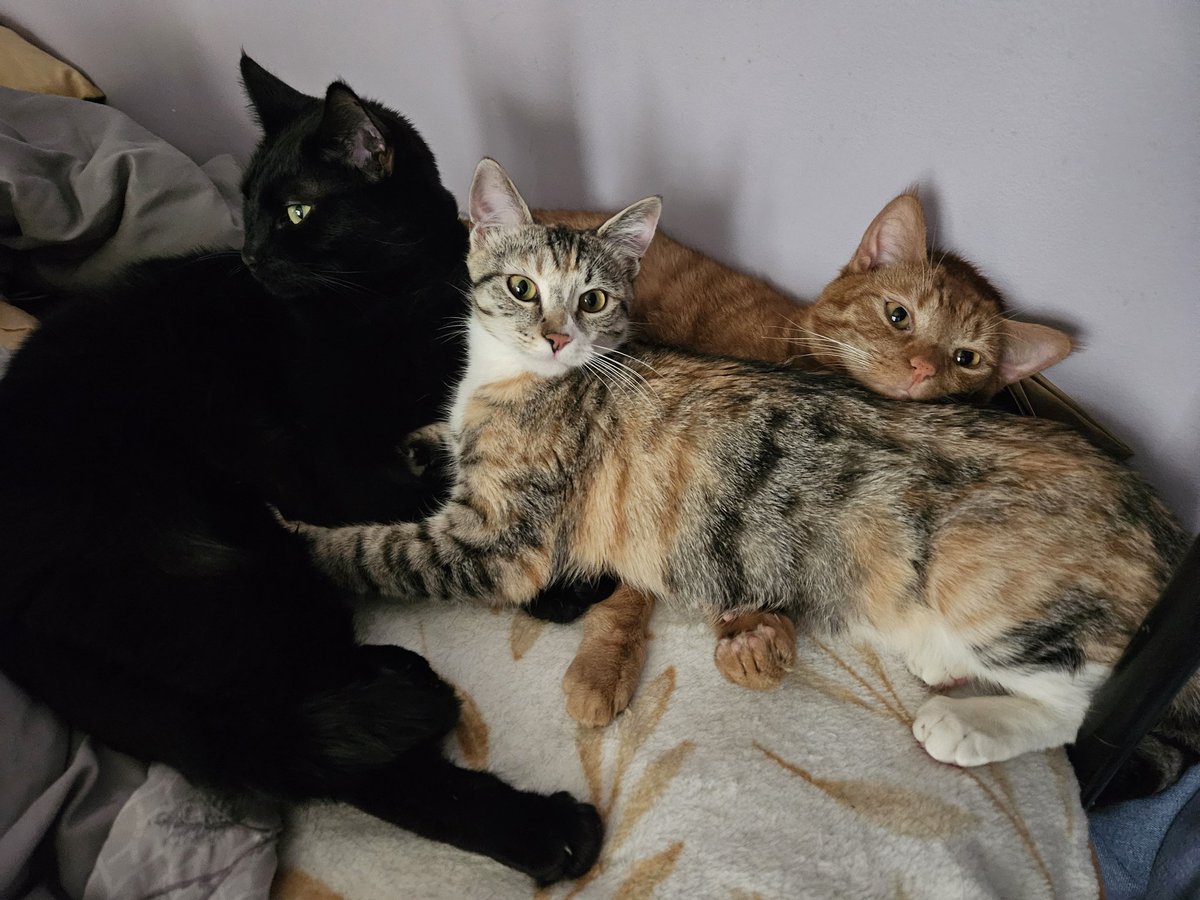 I got a group photo today on the electric blanket