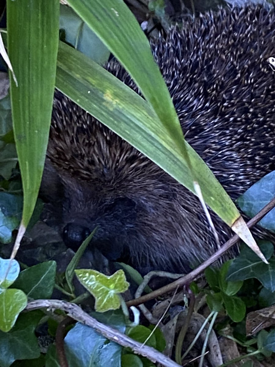 So exciting to see our first hedgehog in our garden this morning. The advantage of my failure to keep the garden pristinely tidy!